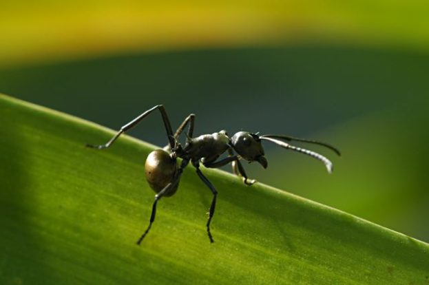 صور نمل يعيش في الأشجار Ant Tree Images -عالم الصور